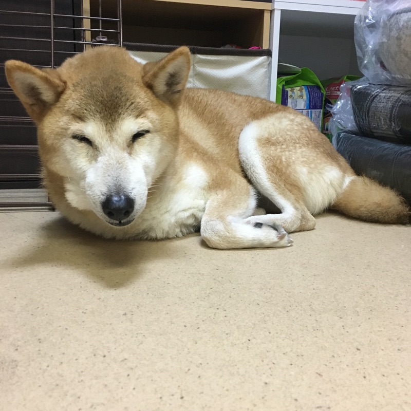 お泊りお預かりワンコ🐶たちもみんな元気です🎶お迎えをお待ちしています😄